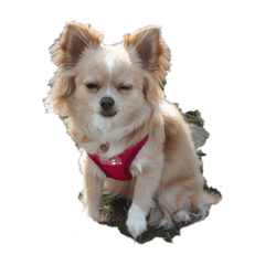 [LINEスタンプ] my dog chiru