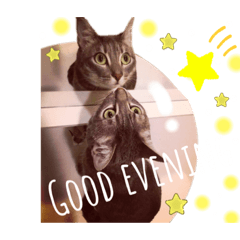 [LINEスタンプ] 子猫のアッシュちゃん