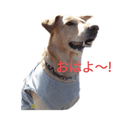[LINEスタンプ] 私の家族. my family