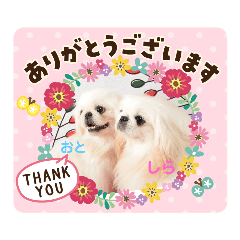 [LINEスタンプ] ペキニーズ(おとしられお編)♪