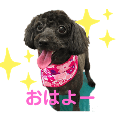 [LINEスタンプ] オカメインコ＆チワプー