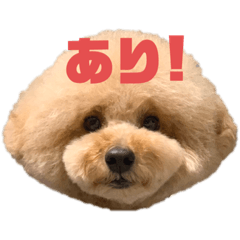 [LINEスタンプ] みんなのポポ