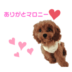 [LINEスタンプ] マロニースタンプ♡