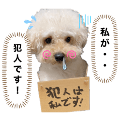 [LINEスタンプ] トイプードルのぷりんくん♡2