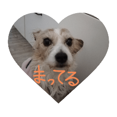 [LINEスタンプ] もっと！ラブ＆コロン