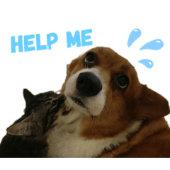 [LINEスタンプ] チヂミ 笑 天 2