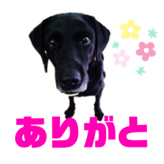 [LINEスタンプ] 黒ラブデイルの日常会話