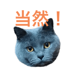 [LINEスタンプ] 僕はバジュラ。灰色の猫さ。