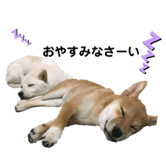 [LINEスタンプ] パピこてこと 少しこじ