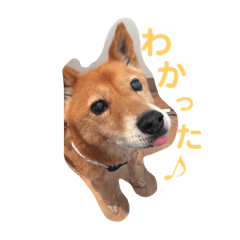 [LINEスタンプ] ここわん