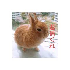 [LINEスタンプ] うさぎのもかちゃん2