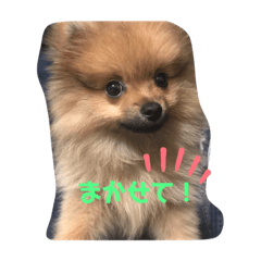 [LINEスタンプ] ポメラニアンのウッディくんスタンプ