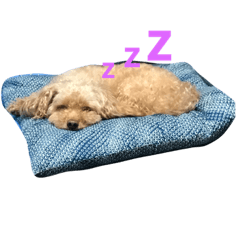 [LINEスタンプ] ねむいちょこ