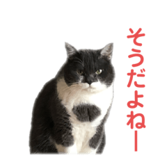 [LINEスタンプ] マモル