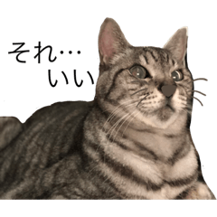 [LINEスタンプ] メイマダラッシュ2