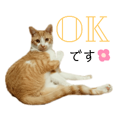 [LINEスタンプ] ねこのスタンプ(備後弁あり)