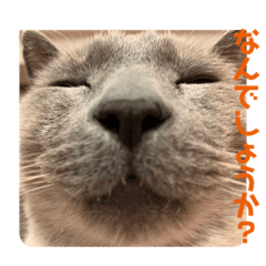 [LINEスタンプ] うちの猫メロン