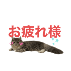[LINEスタンプ] うちの猫たち。日常ver