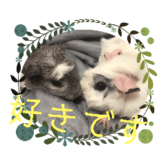 [LINEスタンプ] 我が家のモルモット（エリサとマイロ）