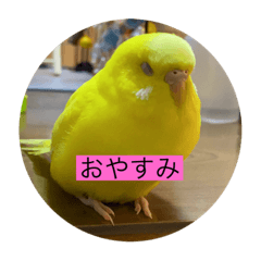 [LINEスタンプ] だいすきぴーちゃん