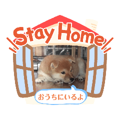 [LINEスタンプ] 柴犬タフ♂の画像（メイン）