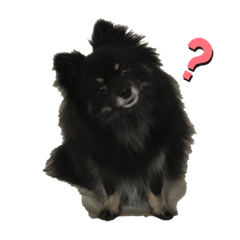 [LINEスタンプ] ブラックタンのポメラニアンまるスタンプ