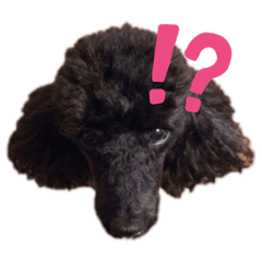 [LINEスタンプ] さちとまっくとサフィとシフォン