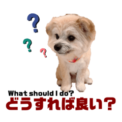 [LINEスタンプ] 我が家のハーフ犬ポメチ⑥