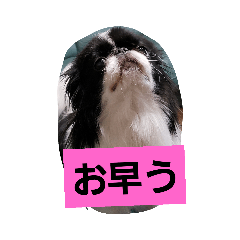 [LINEスタンプ] 狆犬 藤子さん 2