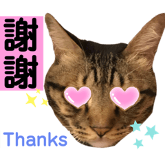 [LINEスタンプ] ネコちゃんJudy
