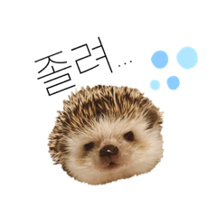 [LINEスタンプ] ハリネズミのよつば（韓国語）