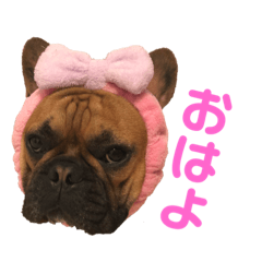 [LINEスタンプ] フレンチブルドッグのジョージくん