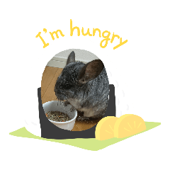 [LINEスタンプ] チンチラち～たん②