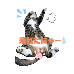 [LINEスタンプ] 家の猫達スタンプ