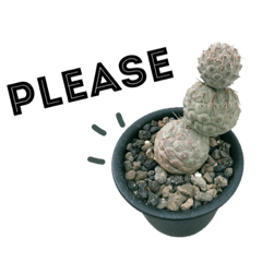 [LINEスタンプ] S Cactus