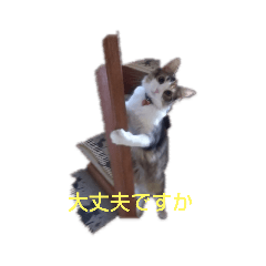 [LINEスタンプ] お家にゃんこ