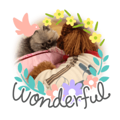 [LINEスタンプ] 愛犬のアクアとダイヤ