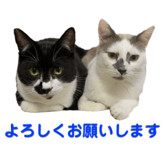 [LINEスタンプ] 敬語で伝える猫スタンプ