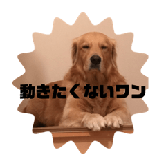 [LINEスタンプ] ゴールデンレトリバー  クラウドの日常 1