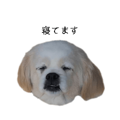 [LINEスタンプ] くーぱーとぽん