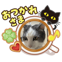[LINEスタンプ] 我が家の猫（Part7）
