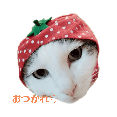 [LINEスタンプ] 猫んぷ