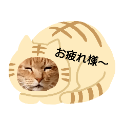 [LINEスタンプ] にゃんこ❤️