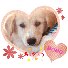 [LINEスタンプ] 愛犬モモとのんびり生活