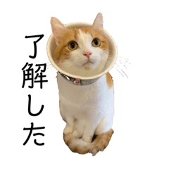 [LINEスタンプ] チロリの日常