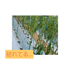 [LINEスタンプ] ミニトマト農家