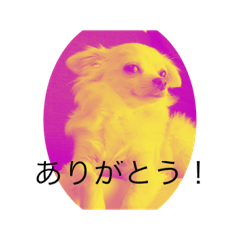 [LINEスタンプ] チワワ のあんずさん