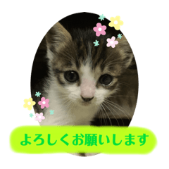 [LINEスタンプ] 美猫 ご挨拶＆敬語