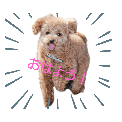 [LINEスタンプ] トイプーのゆら
