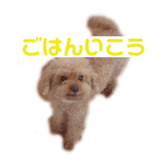 [LINEスタンプ] ちゃむの日常...